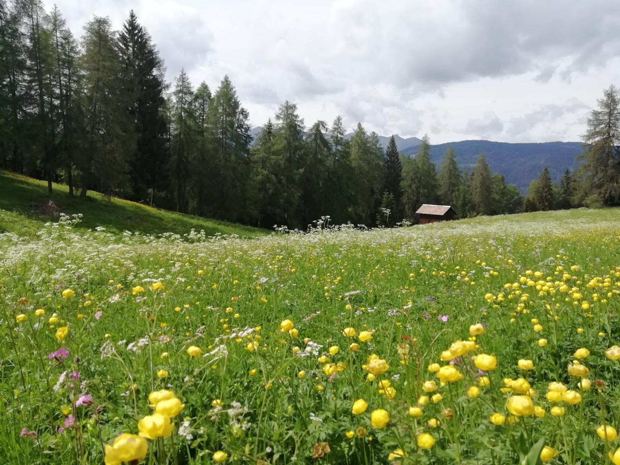 Romallo Horse House B&B 외부 사진