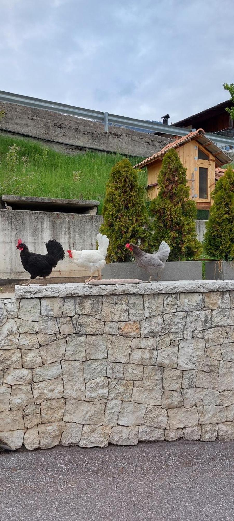 Romallo Horse House B&B 외부 사진